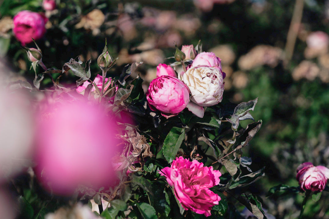 Elegant Lace Rose bushes