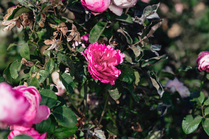 Elegant Lace Rose bushes