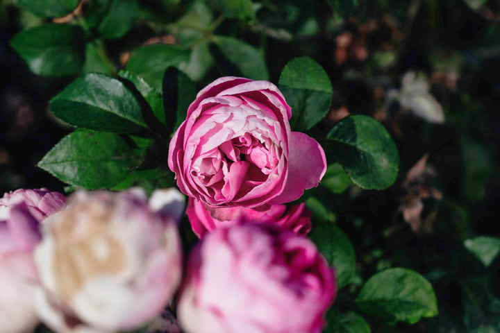 Elegant Lace Rose bushes