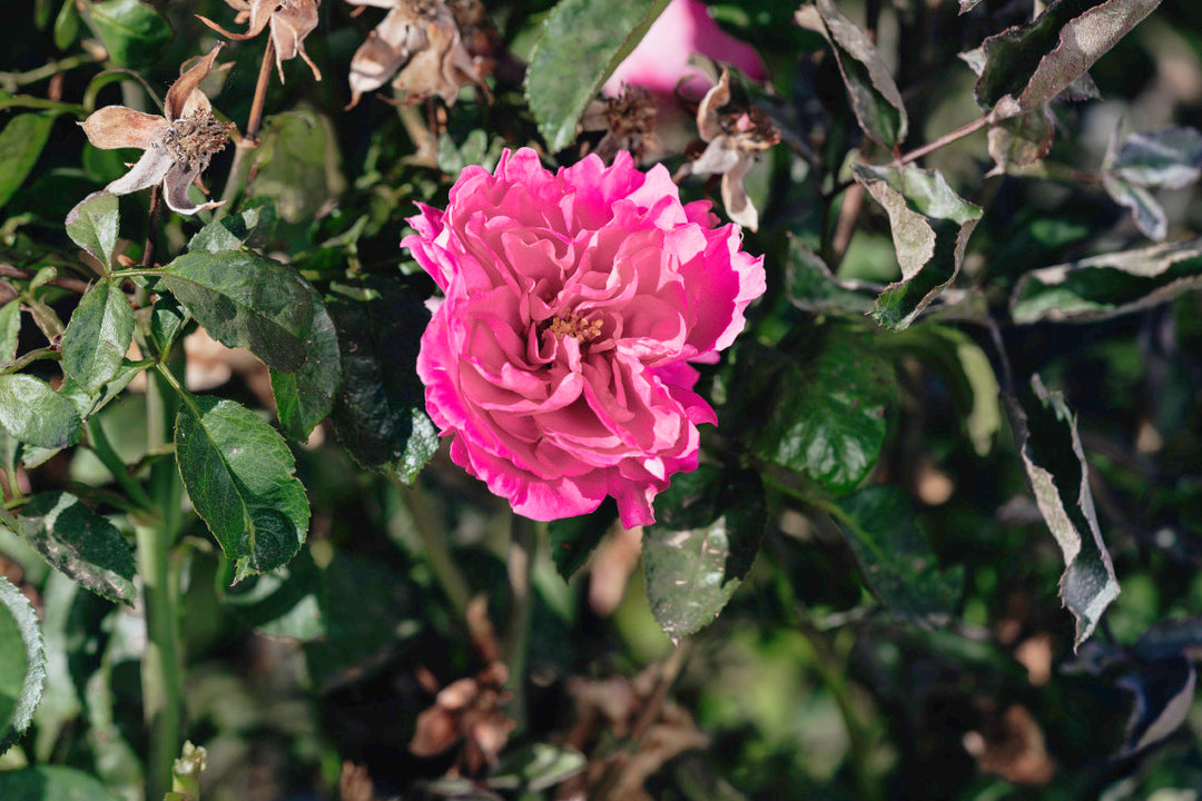 Elegant Lace Rose bushes