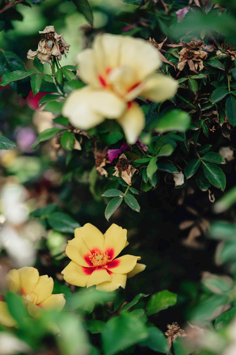 Figaro Babylon Eyes Rose Bushes