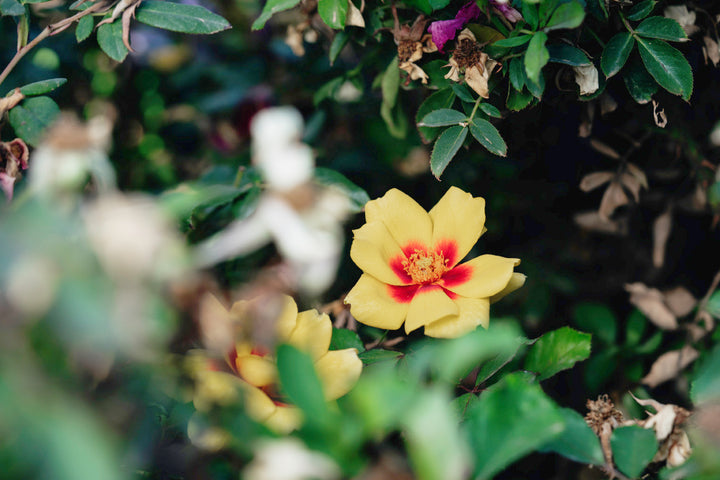 Figaro Babylon Eyes Rose Bushes