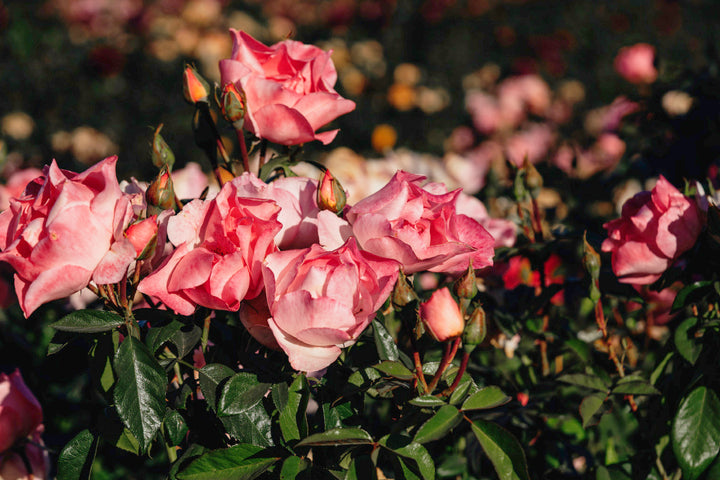 GAR-18p Rose Bushes