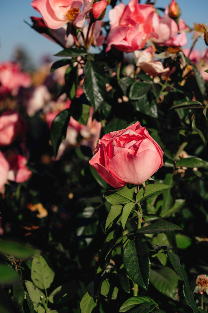 GAR-18p Rose Bushes