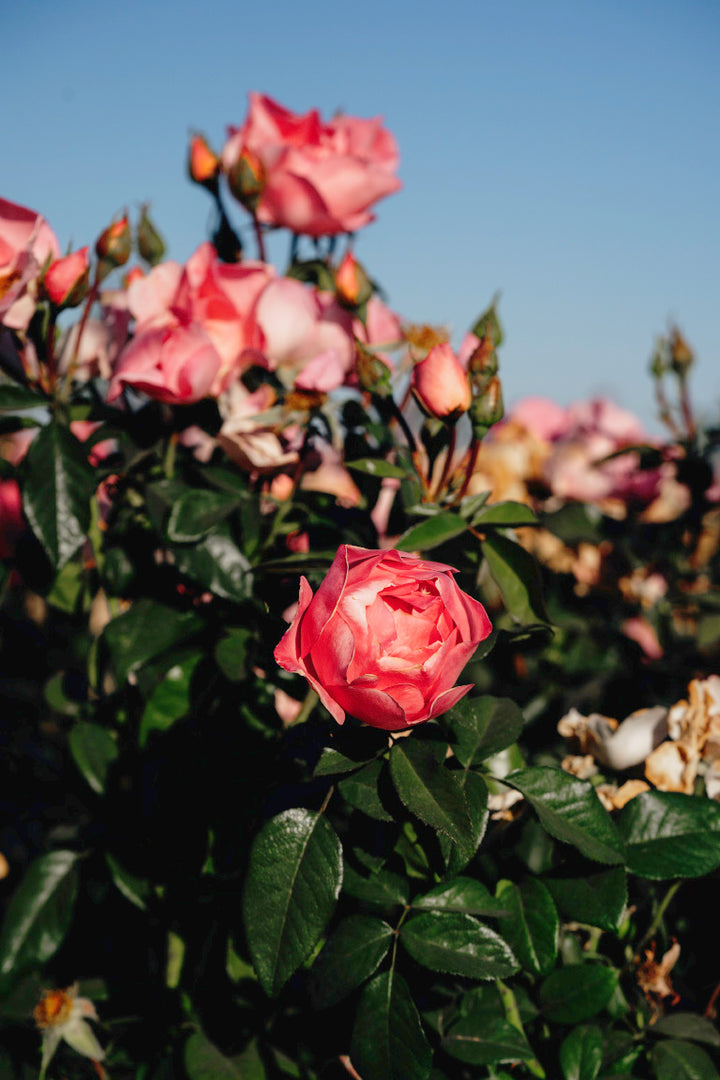 GAR-18p Rose Bushes