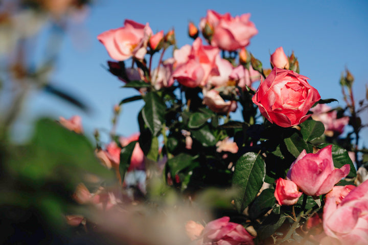 GAR-18p Rose Bushes