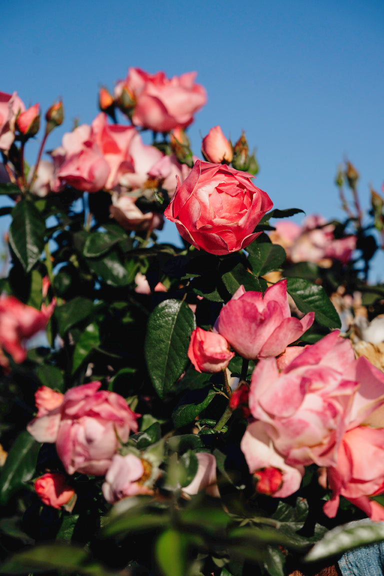 GAR-18p Rose Bushes