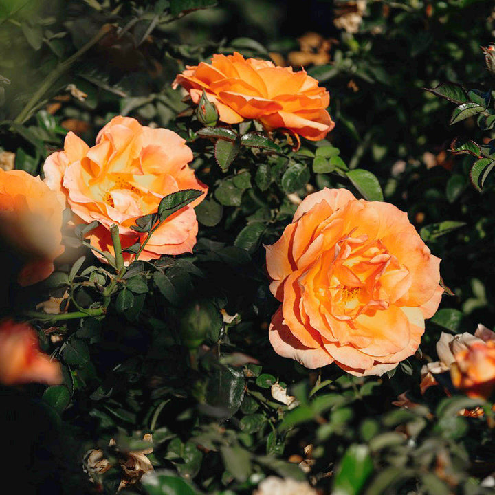 Holiday Island Oahu Rose Bushes