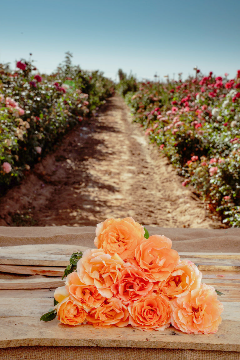 Holiday Island Oahu Rose Bushes