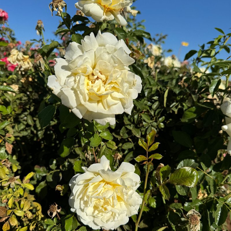 Holiday Island Rarotonga Rose Bushes