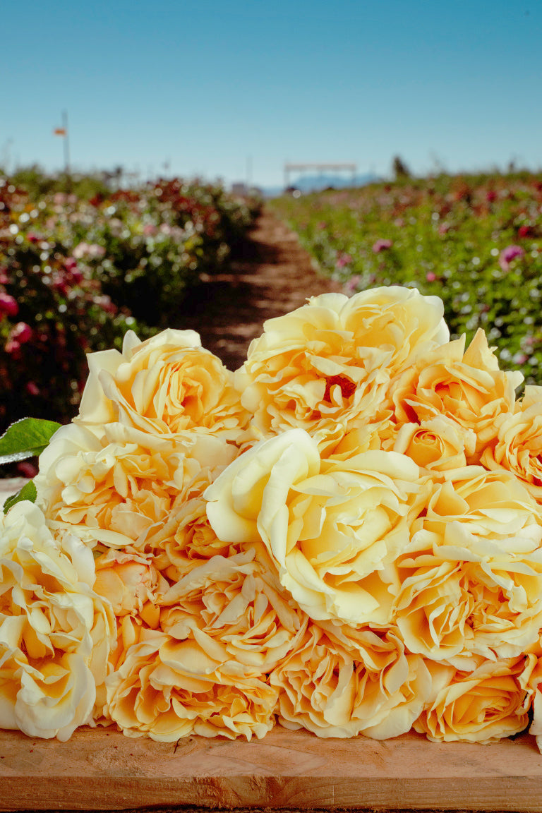 Holiday Island Rarotonga Rose Bushes