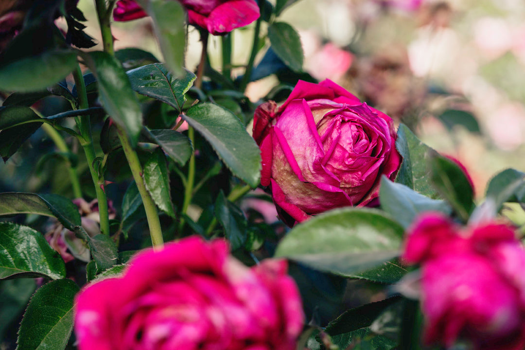 In The Pink Rose Bushes