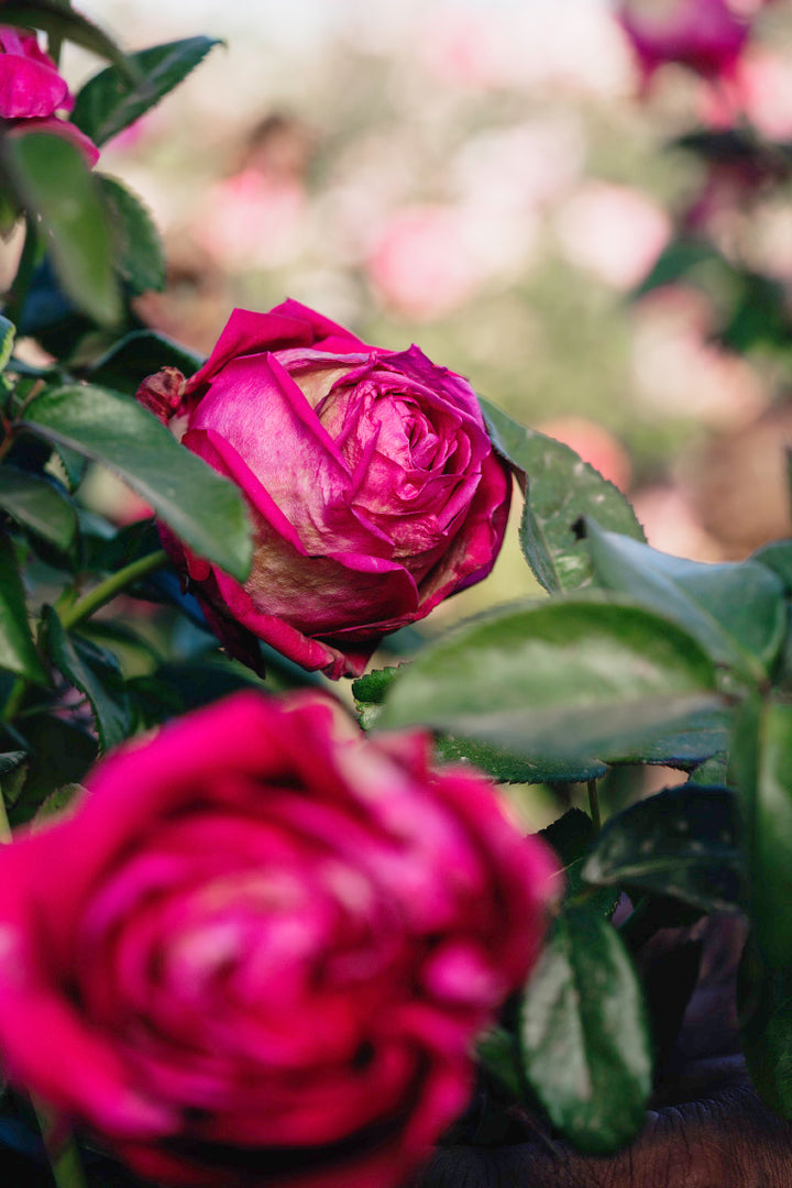 In The Pink Rose Bushes