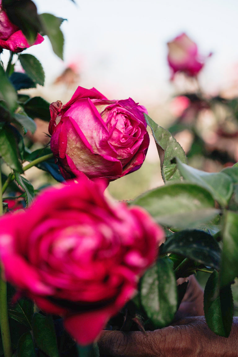 In The Pink Rose Bushes