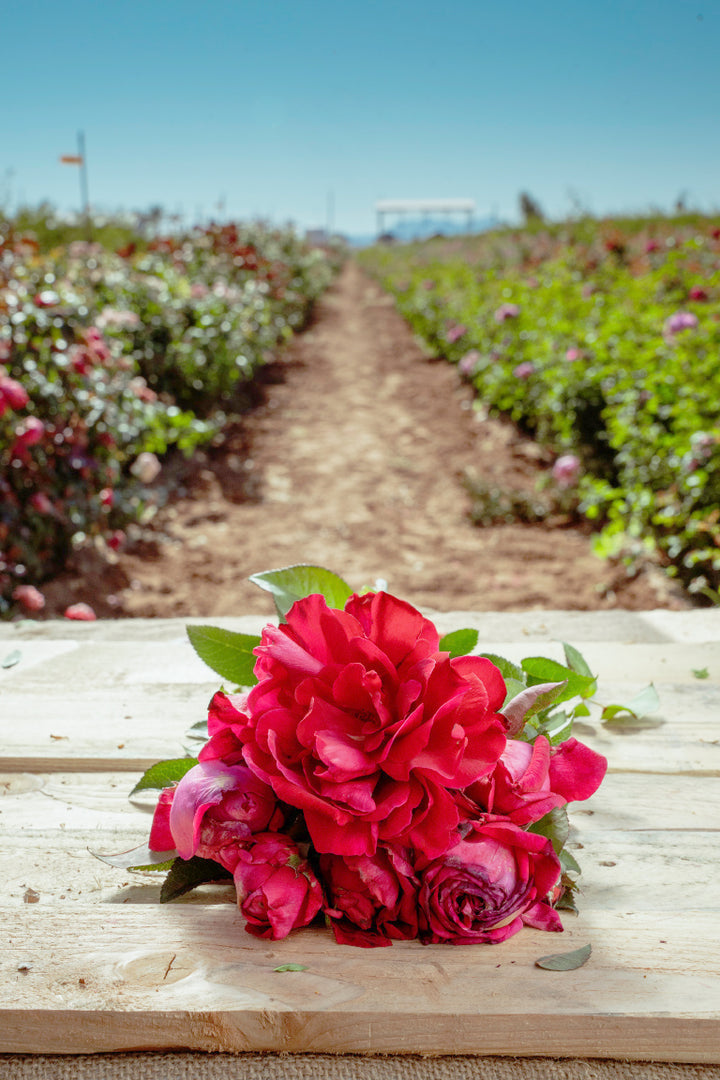 In The Pink Rose Bushes