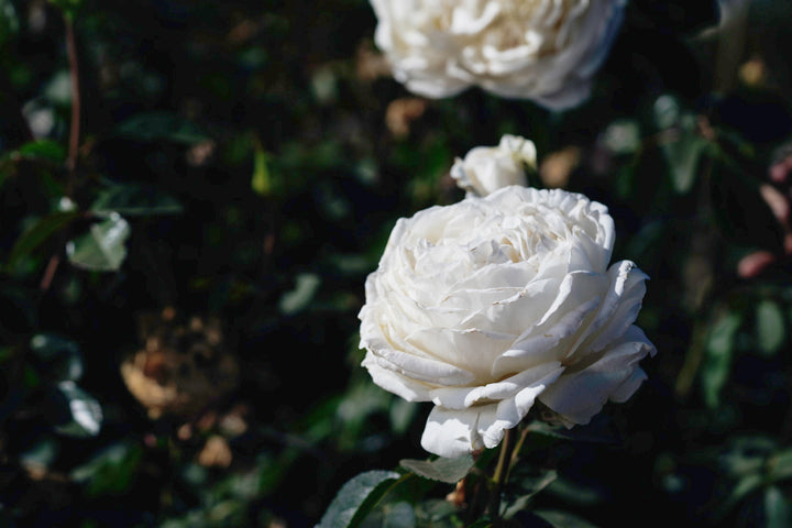 Juwena Moreau Rose Bushes