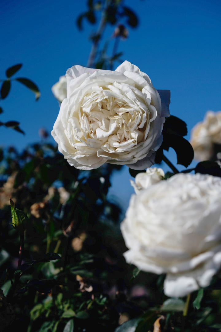 Juwena Moreau Rose Bushes