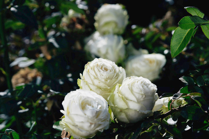 Juwena Rose Bushes