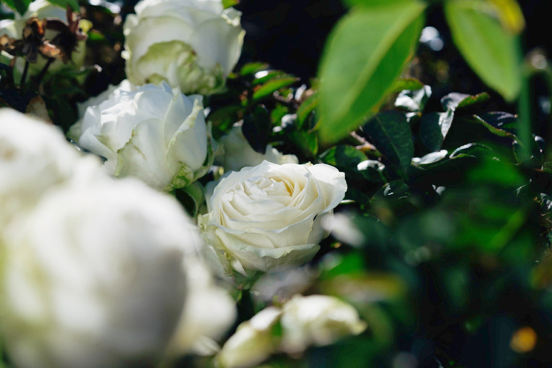 Juwena Rose Bushes