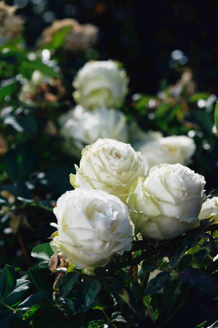 Juwena Rose Bushes