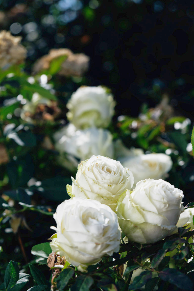 Juwena Rose Bushes