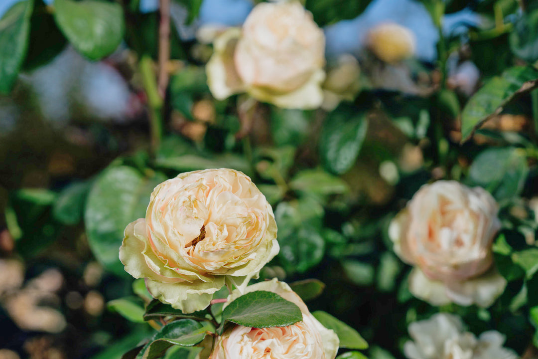 Love Fountain Rose Bushes