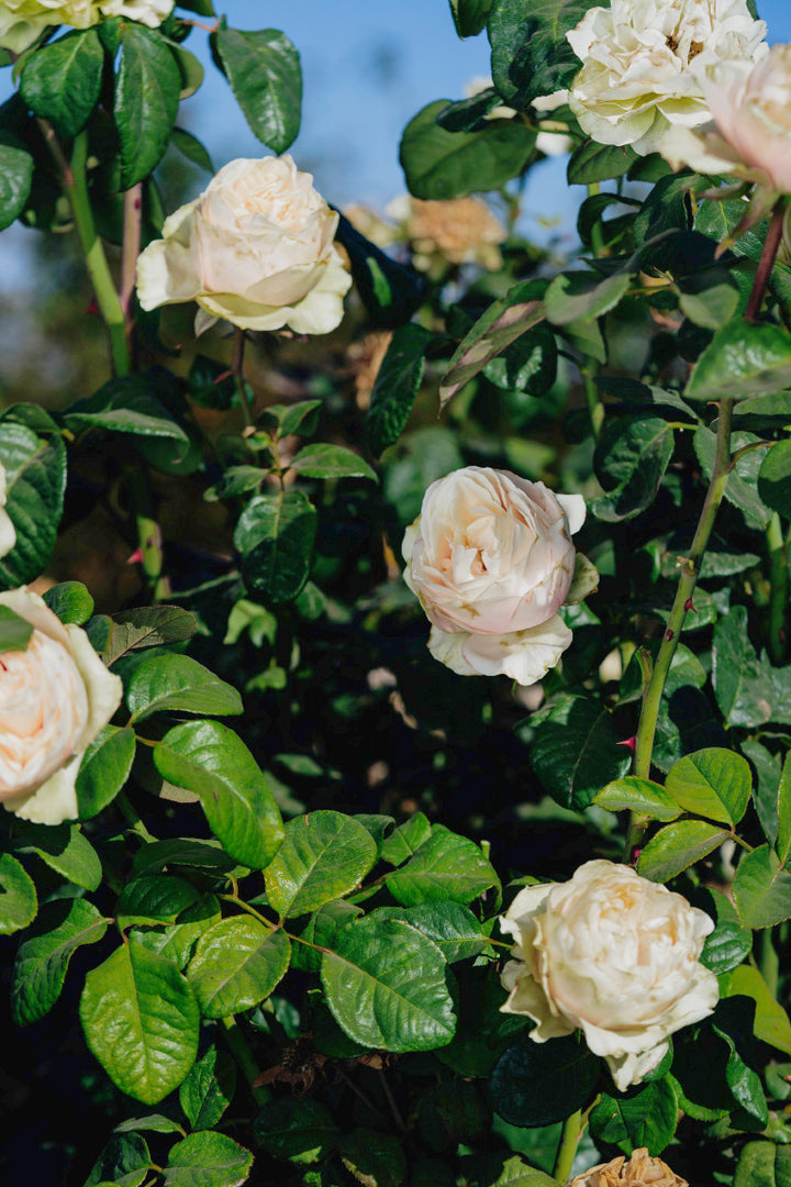 Love Fountain Rose Bushes