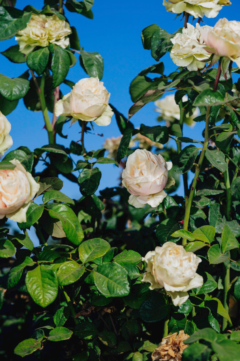 Love Fountain Rose Bushes