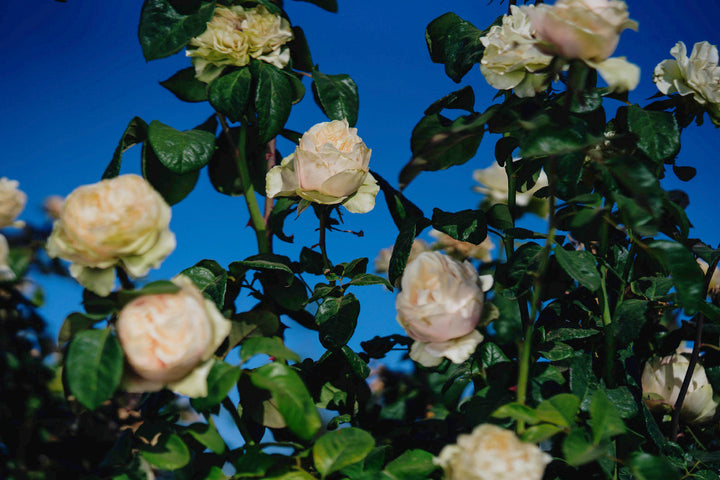 Love Fountain Rose Bushes