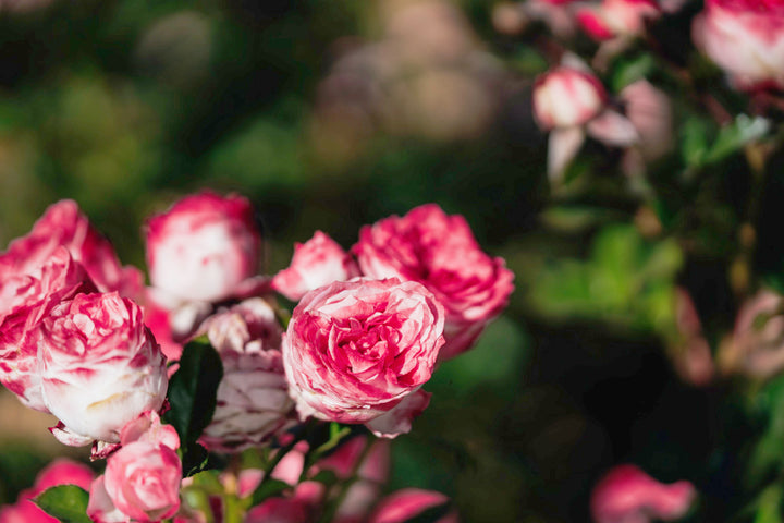 Midnight Magic Rose bushes