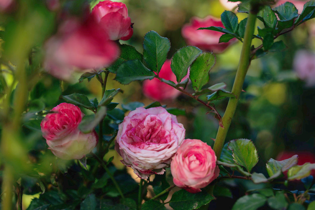 Midnight Magic Rose bushes