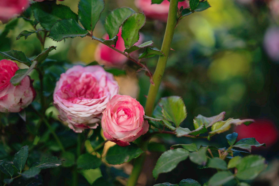 Midnight Magic Rose bushes