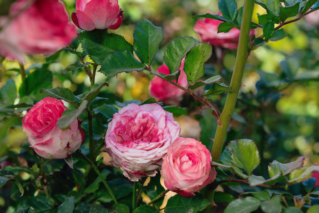 Midnight Magic Rose bushes