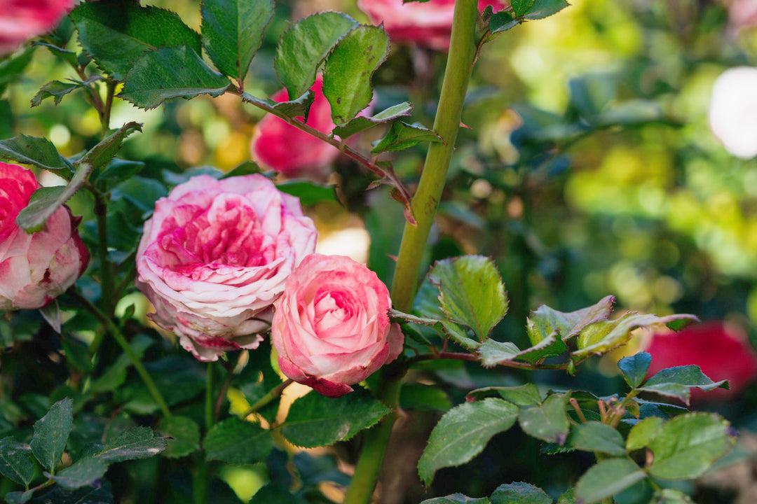 Midnight Magic Rose bushes