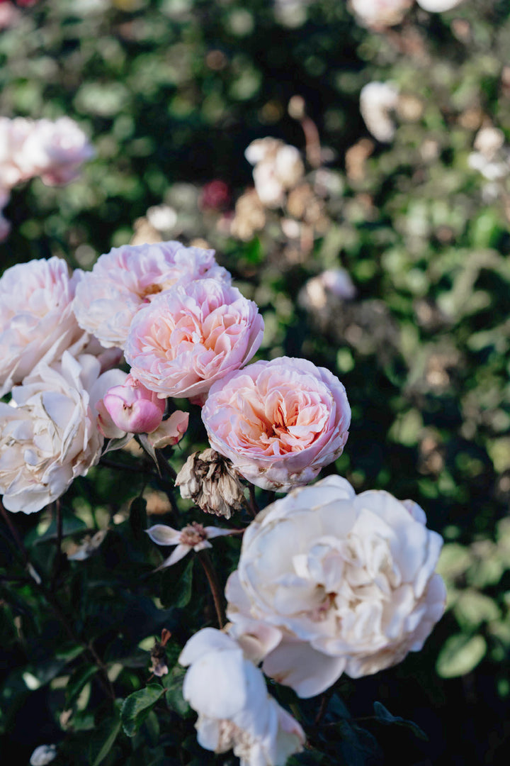 Moonlight in Paris Rose Bushes