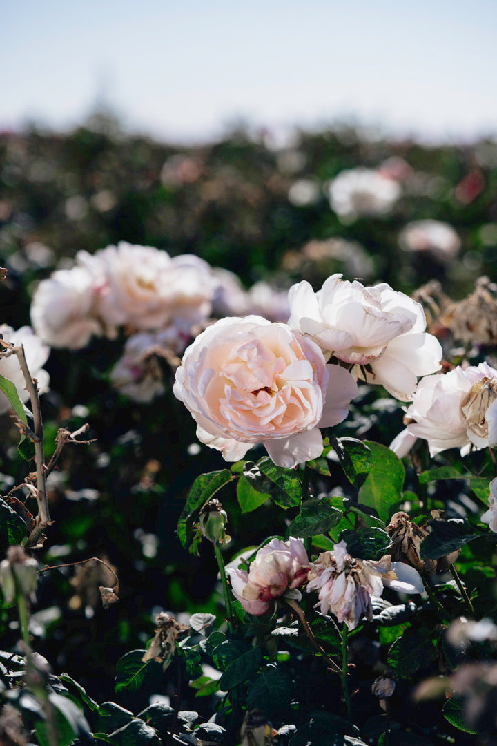 Moonlight in Paris Rose Bushes