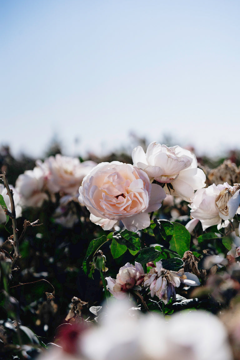 Moonlight in Paris Rose Bushes