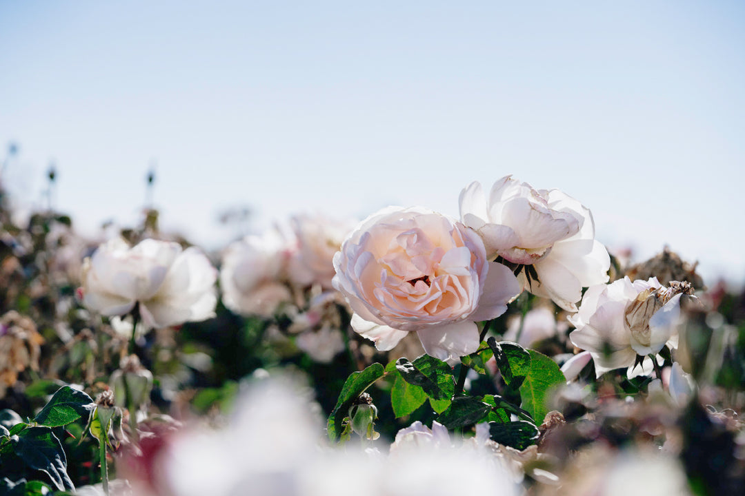 Moonlight in Paris Rose Bushes