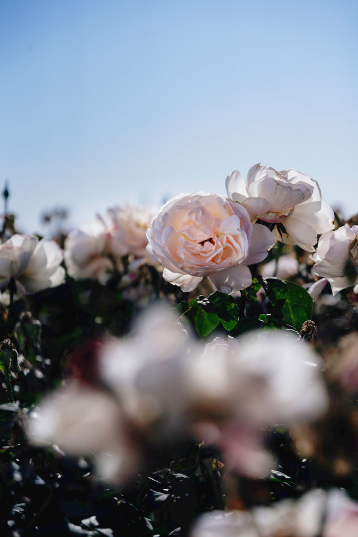 Moonlight in Paris Rose Bushes