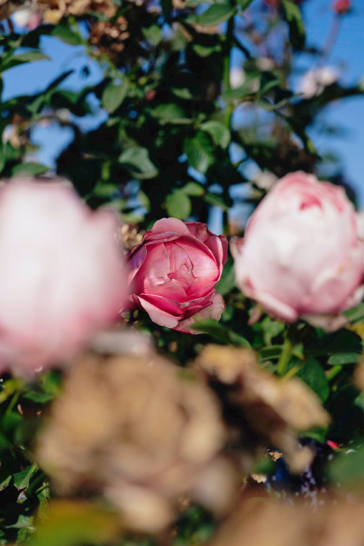 My Girl Rose Bushes