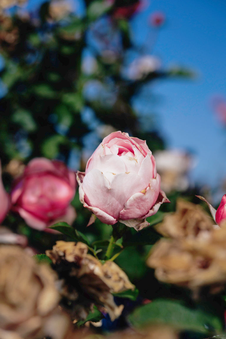 Girl Rose Bushes