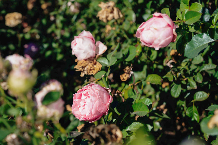 Girl Rose Bushes