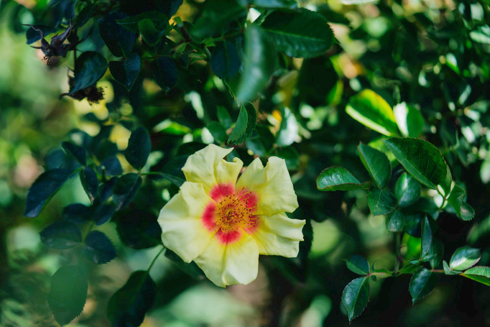 Orienta Aylin Rose Bushes