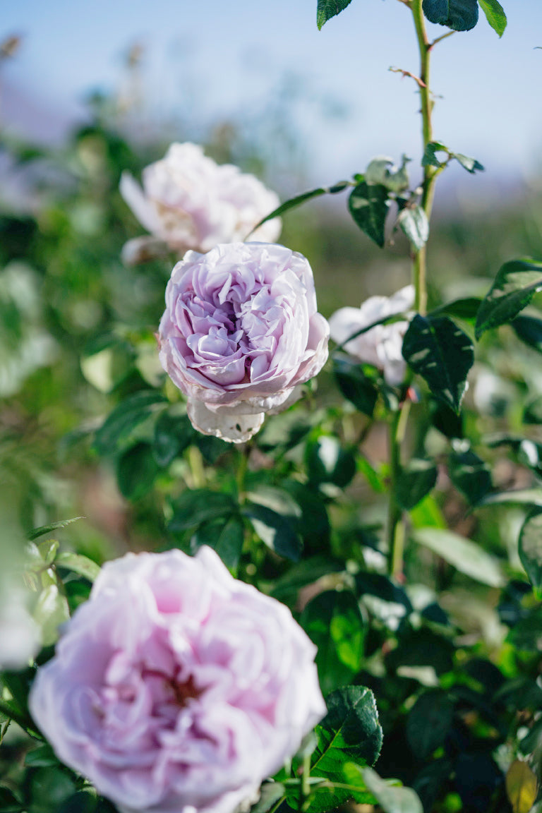 Pacific Blue Rose Bushes