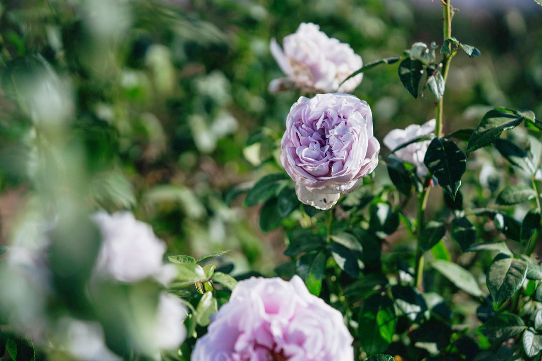 Pacific Blue Rose Bushes