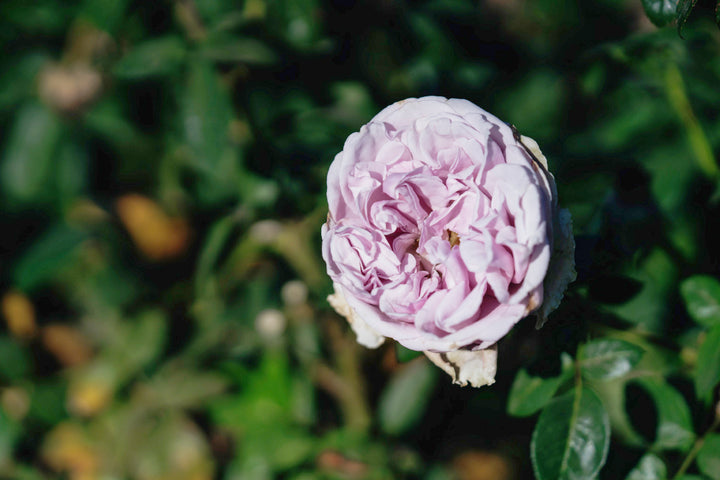 Pacific Blue Rose Bushes