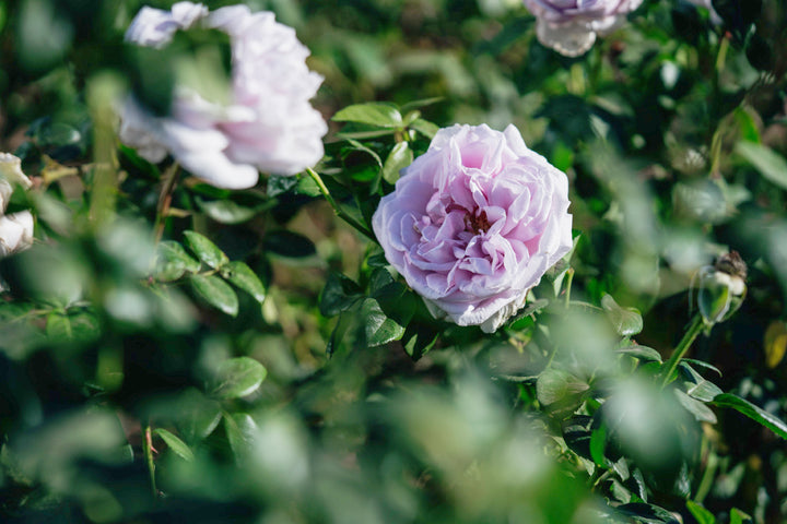 Pacific Blue Rose Bushes