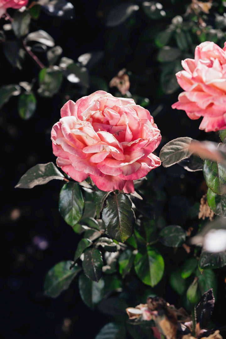 Peach Swirl Rose Bushes