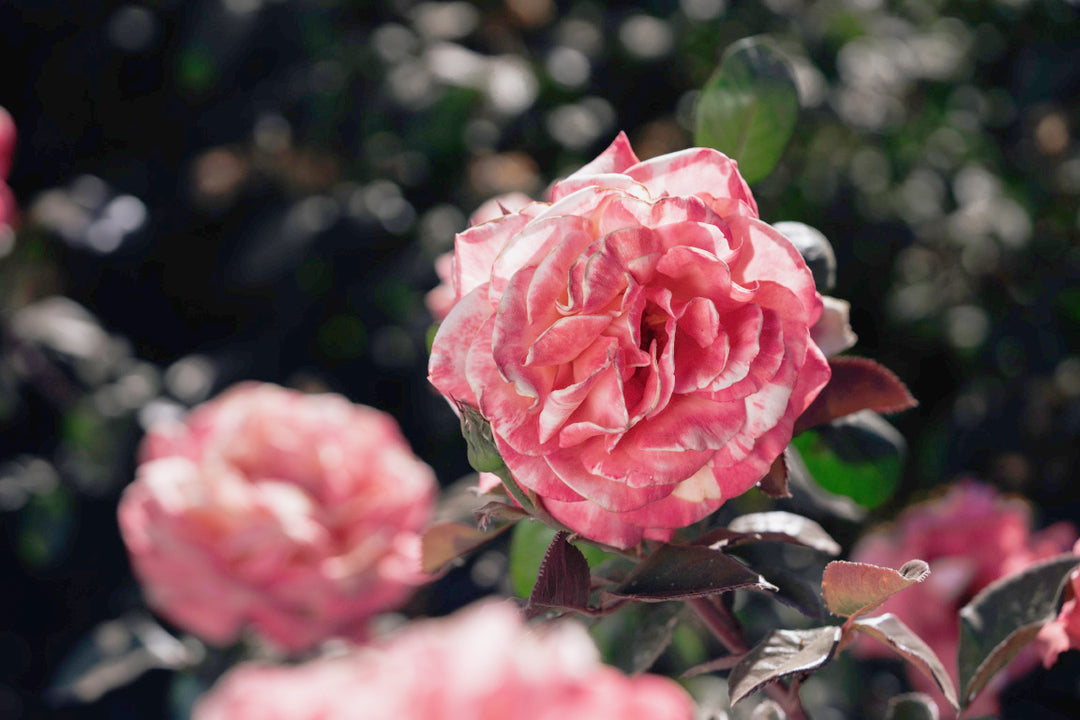 Peach Swirl Rose Bushes