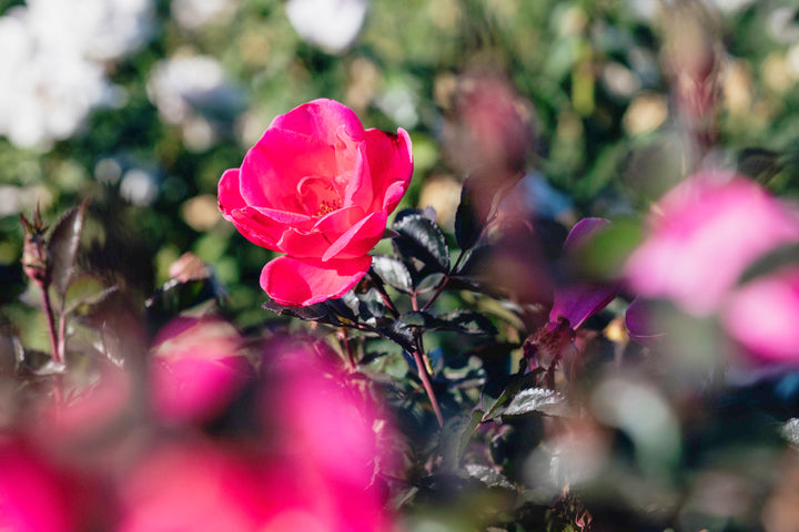 Pink Miracle Rose Bushes